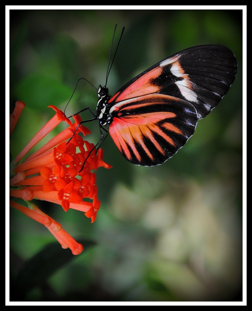 Nature In Class B By Arthur Meole For A SWEET LANDING JAN-2019.jpg